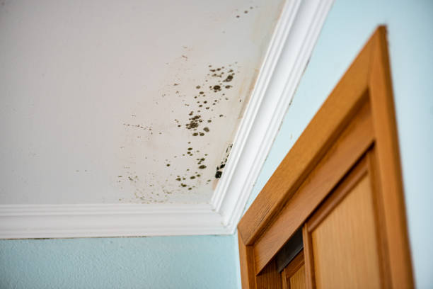 Office Mold Removal Services in Clewiston, FL