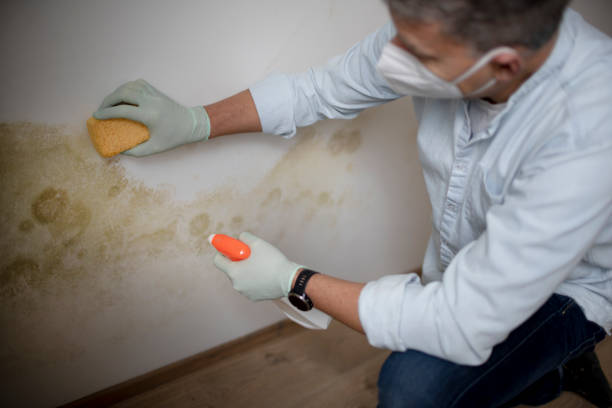 Professional Mold Removal in Clewiston, FL