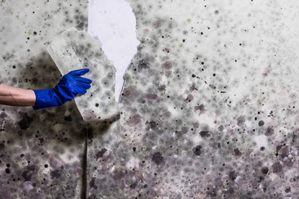 Attic Mold Removal in Clewiston, FL