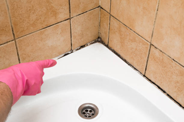 Best Crawl Space Mold Removal  in Clewiston, FL
